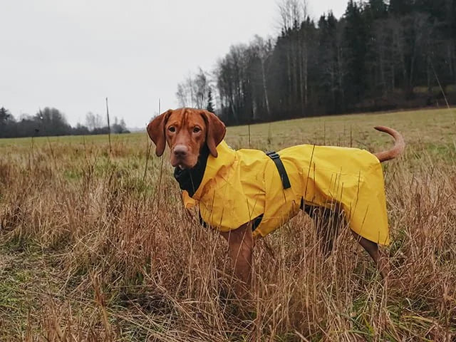 Paikka - Visibility Regnfrakke, Gul