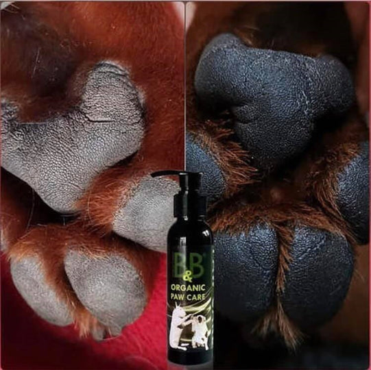 B&B - Økologisk Potepleje