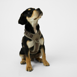 Staey - Numa Hundesele, Sand