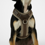Staey - Numa Hundesele, Mocca