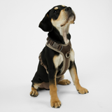 Staey - Numa Hundesele, Mocca