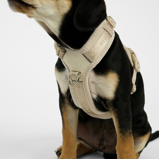 Staey - Numa Hundesele, Fløjl Oat