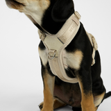 Staey - Numa Hundesele, Fløjl Oat