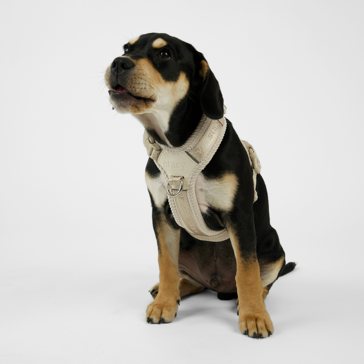 Staey - Numa Hundesele, Fløjl Oat