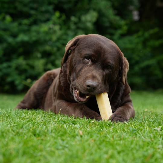 Luksushund's 100% Naturlige Himalaya Osteben