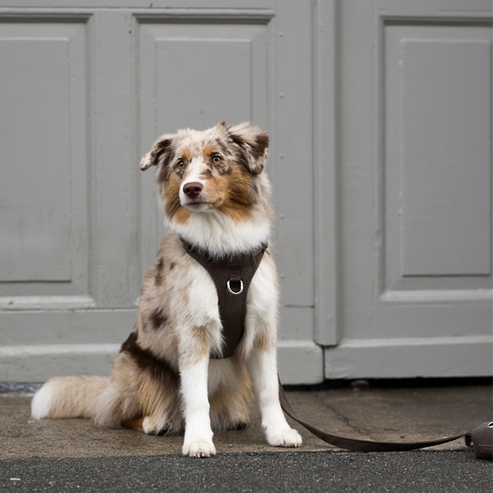 Staey - Elma Fløjl Hundesele, Dark Oak