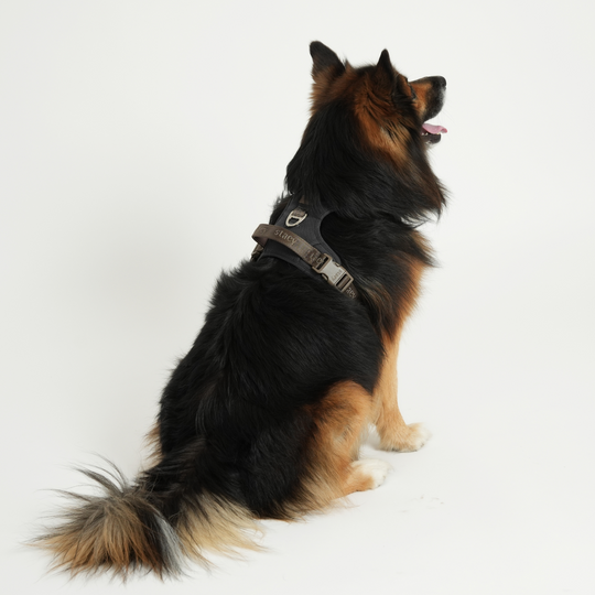 Staey - Elma Active Hundesele, Storm