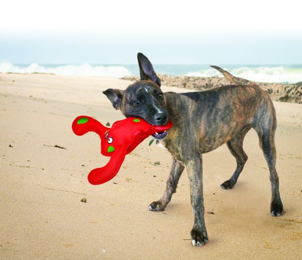 KONG - Belly Flops Lobster, 28cm