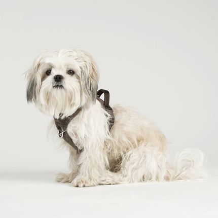 Staey - Elma Fløjl Hundesele, Dark Oak