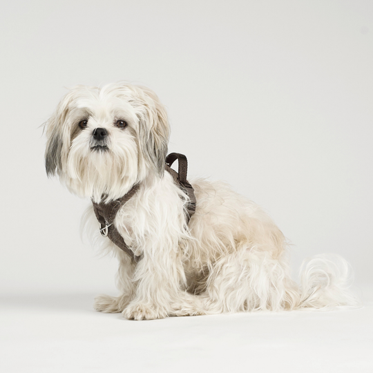 Staey - Elma Fløjl Hundesele, Dark Oak