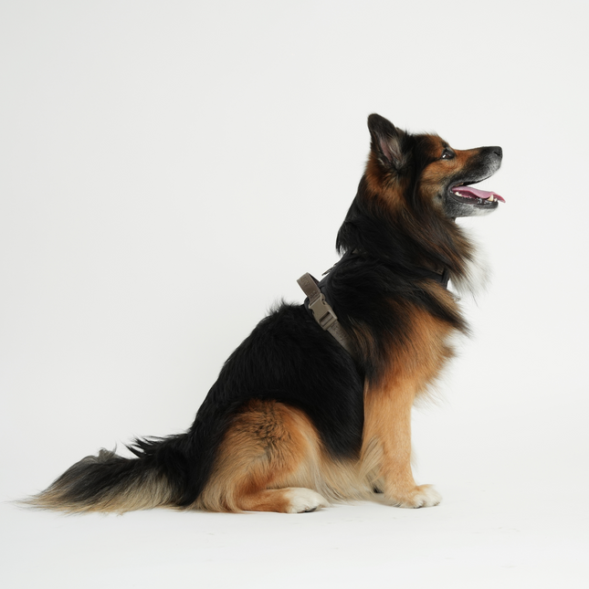Staey - Elma Active Hundesele, Storm