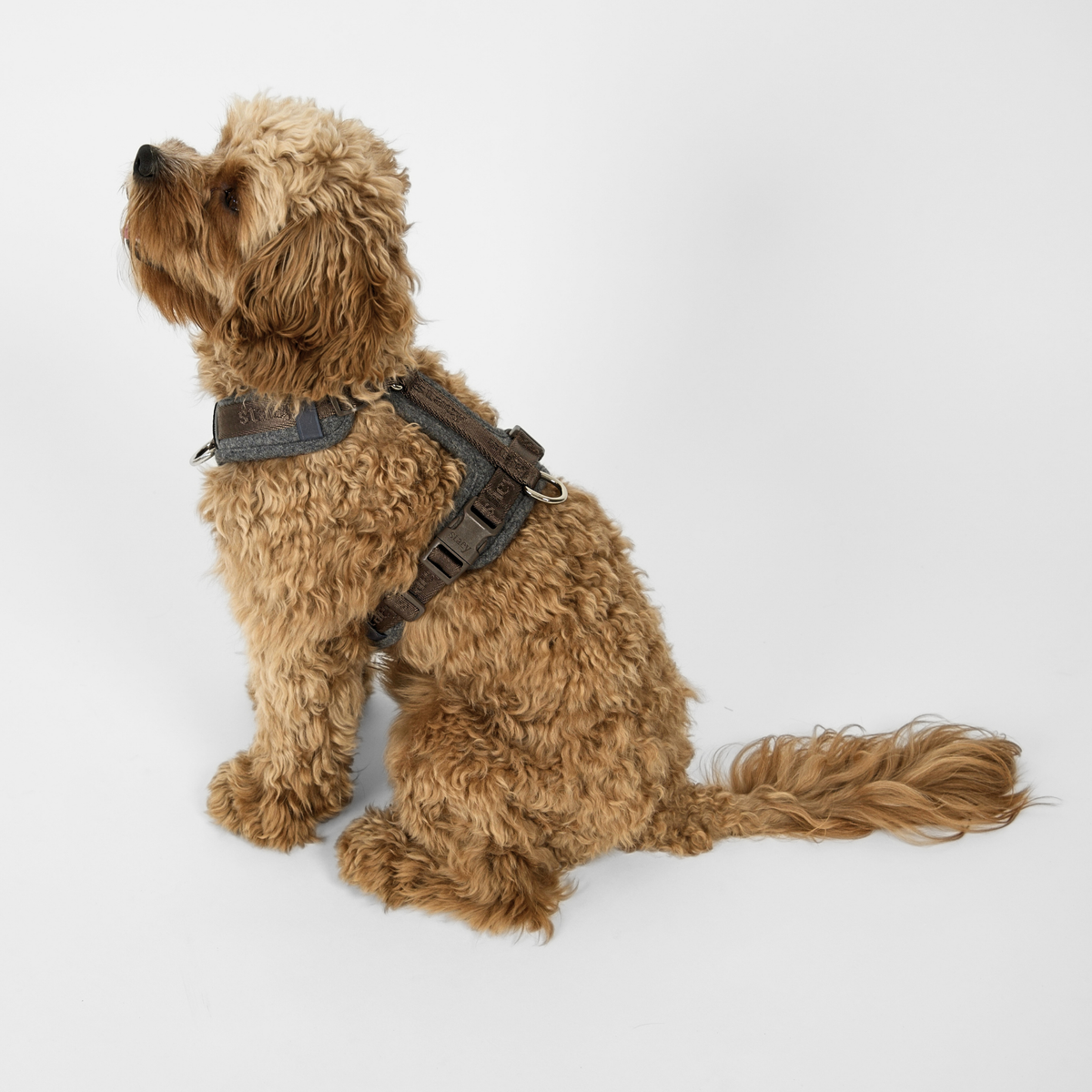 Staey - Numa Hundesele, Stone