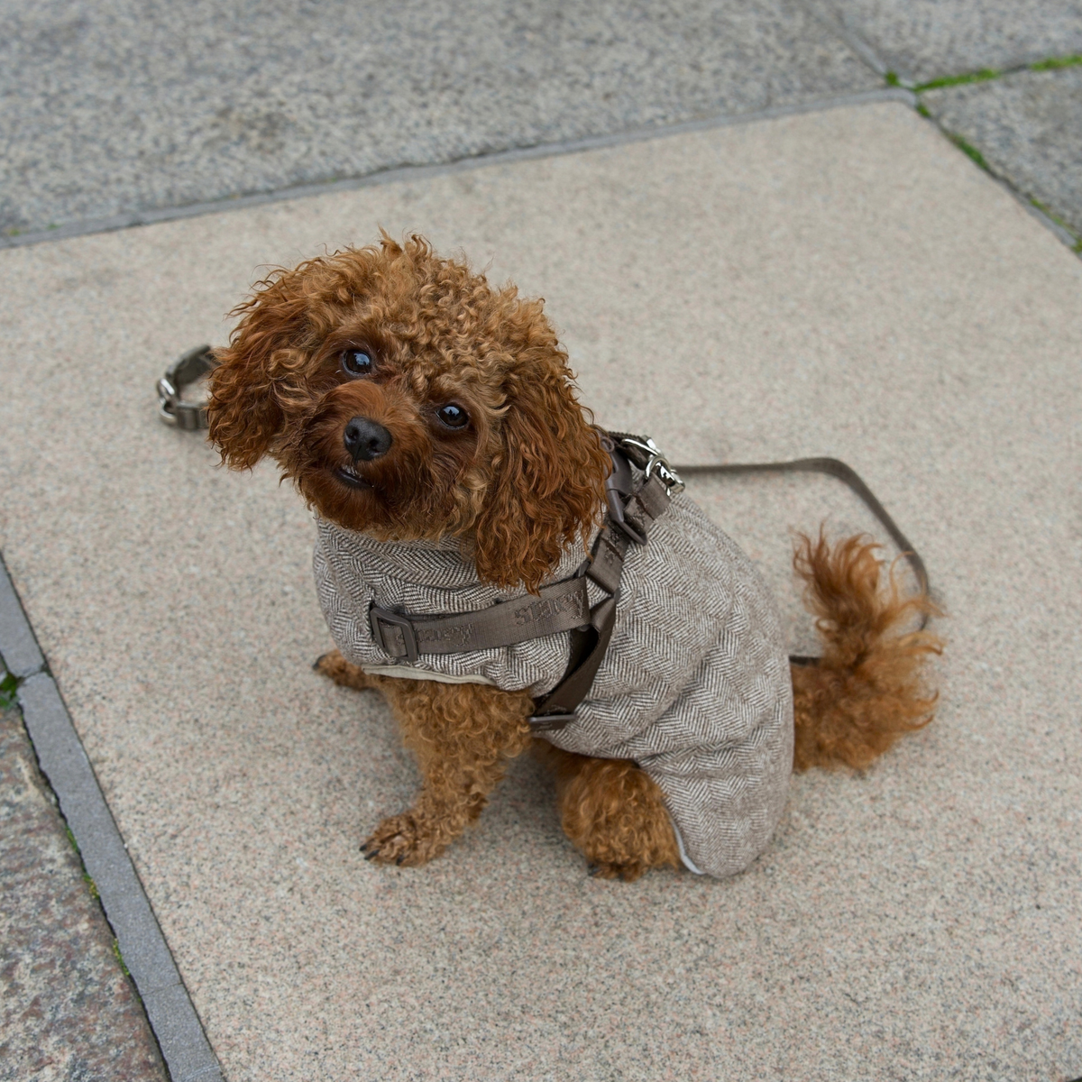 Vera Hundejakke m. sele, Herringbone Mocca – Staey