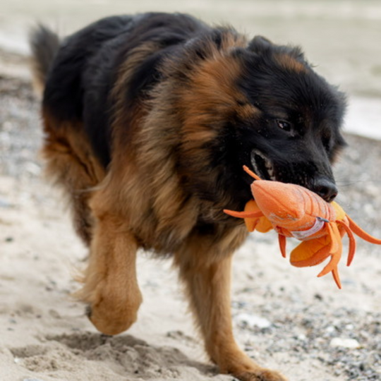 Humør Hummeren - Den perfekte aktiveringsbamse