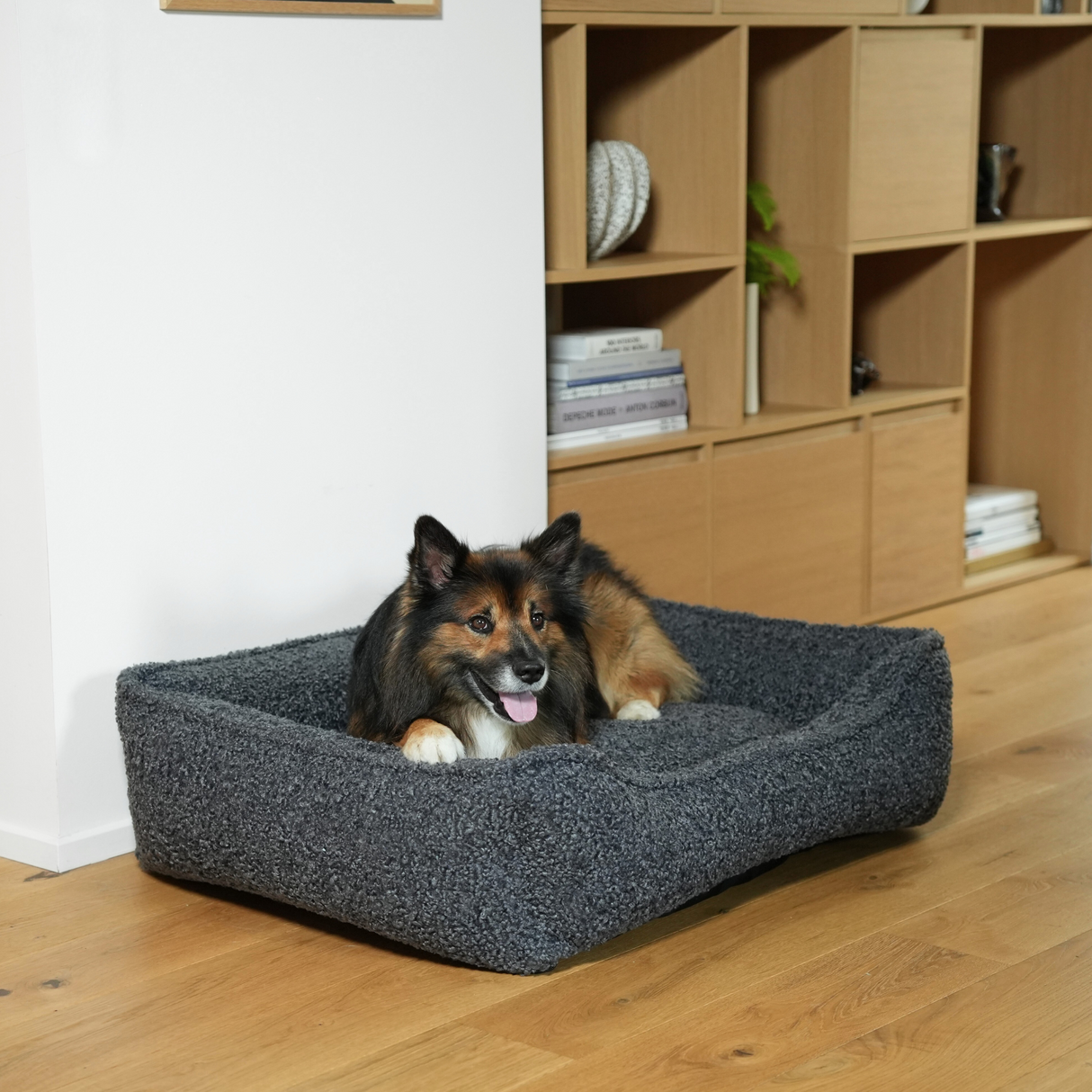 Staey - Tora Hundeseng, Storm Curly