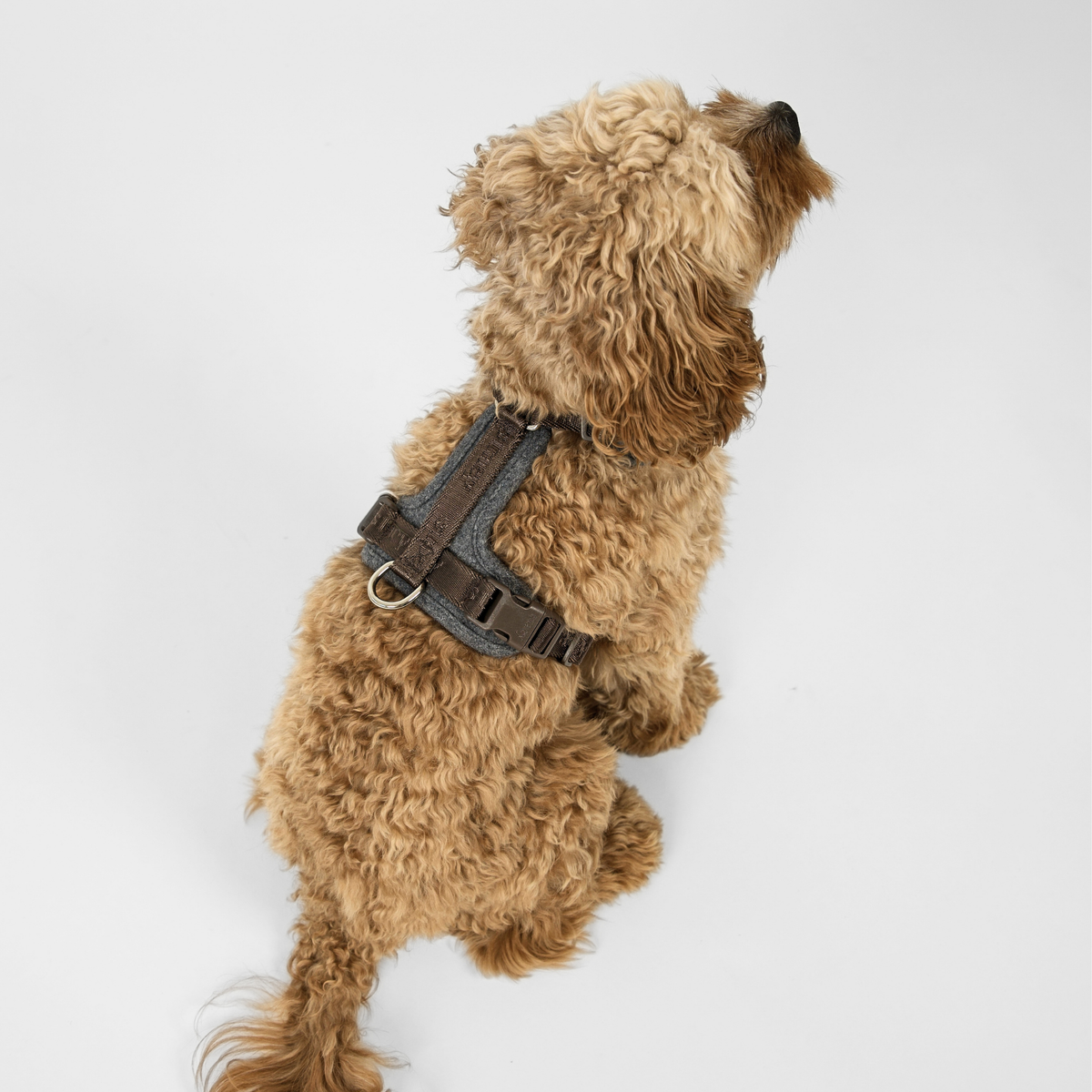 Staey - Numa Hundesele, Stone