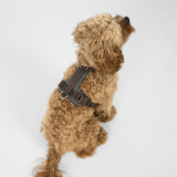 Staey - Numa Hundesele, Stone