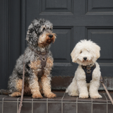 Staey - Elma Active Hundesele, Storm