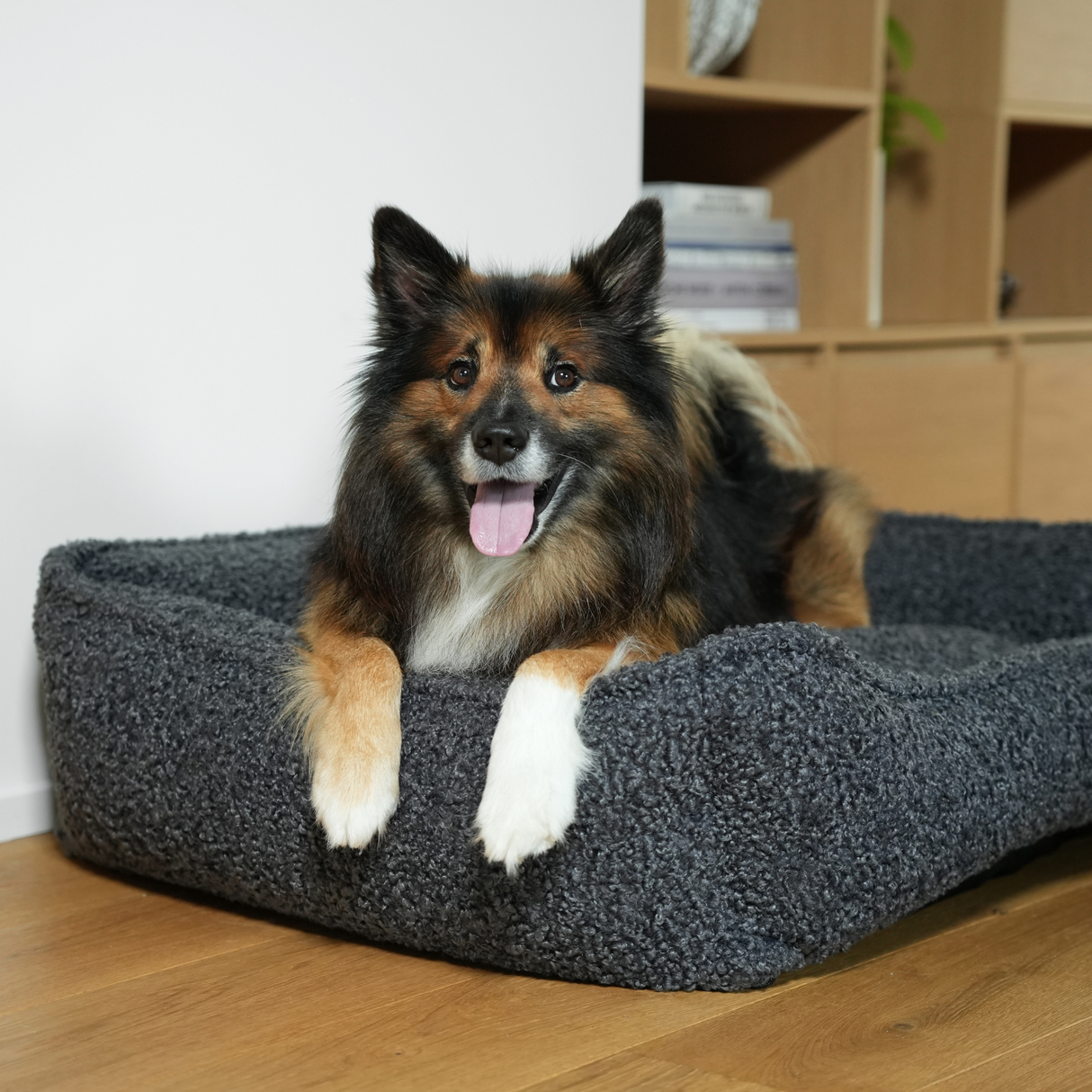Staey - Tora Hundeseng, Storm Curly