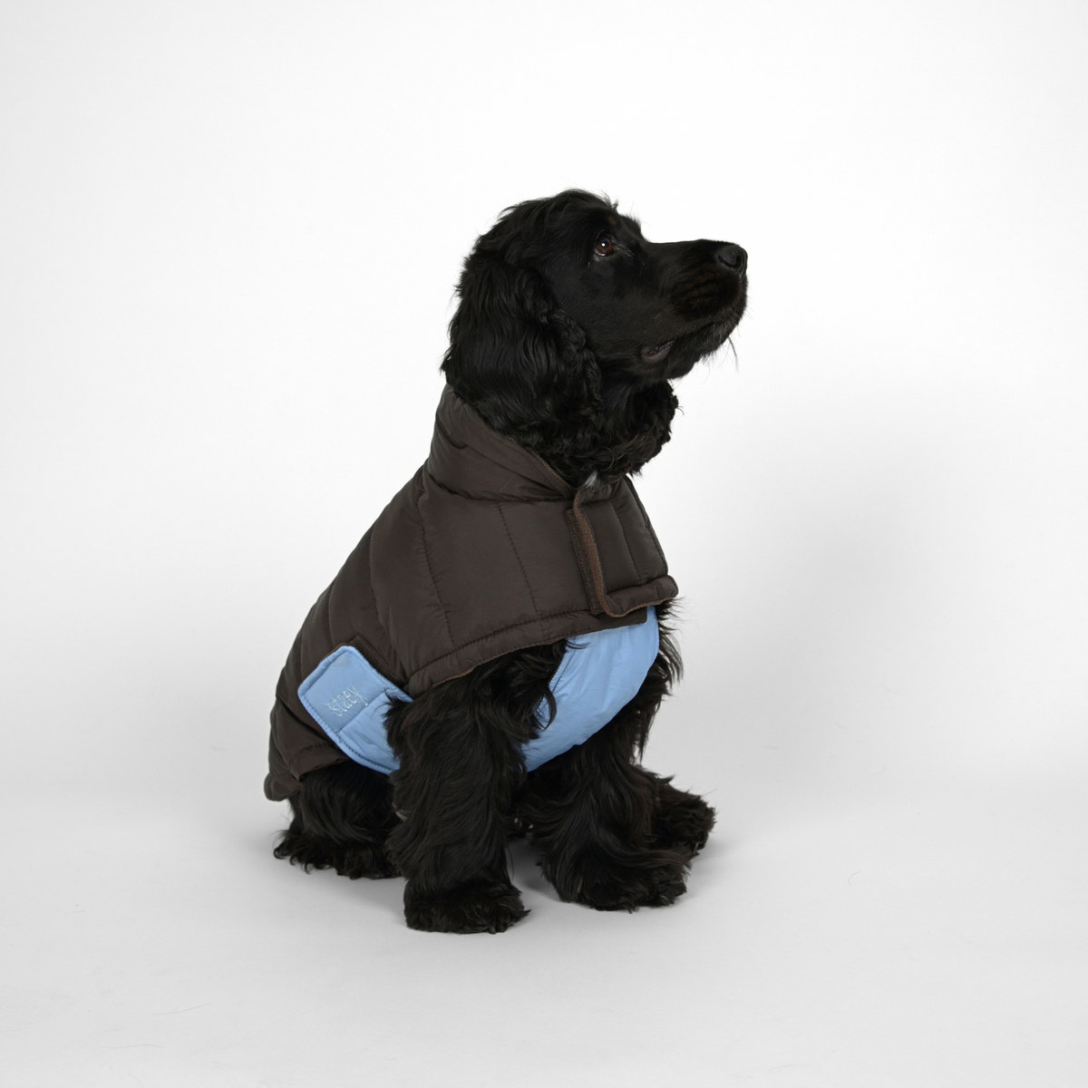 Nora Hundefrakke, Espresso/Sky Blue – Staey