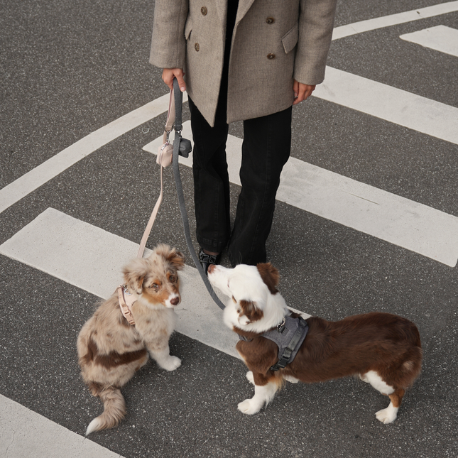 Staey - Elma Hundesnor, Dusty Blue