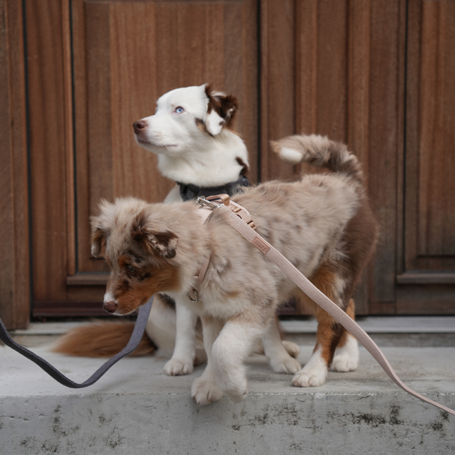 Staey - Elma Hundesnor, Dusty Blue