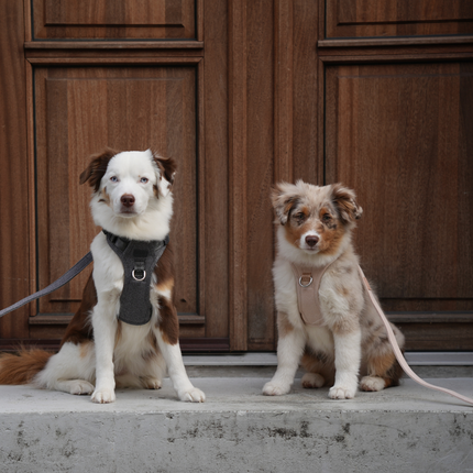 Staey - Elma Hundesele, Dusty Blue