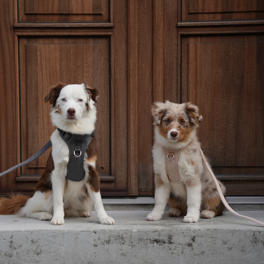 Staey - Elma Hundesele, Dusty Blue