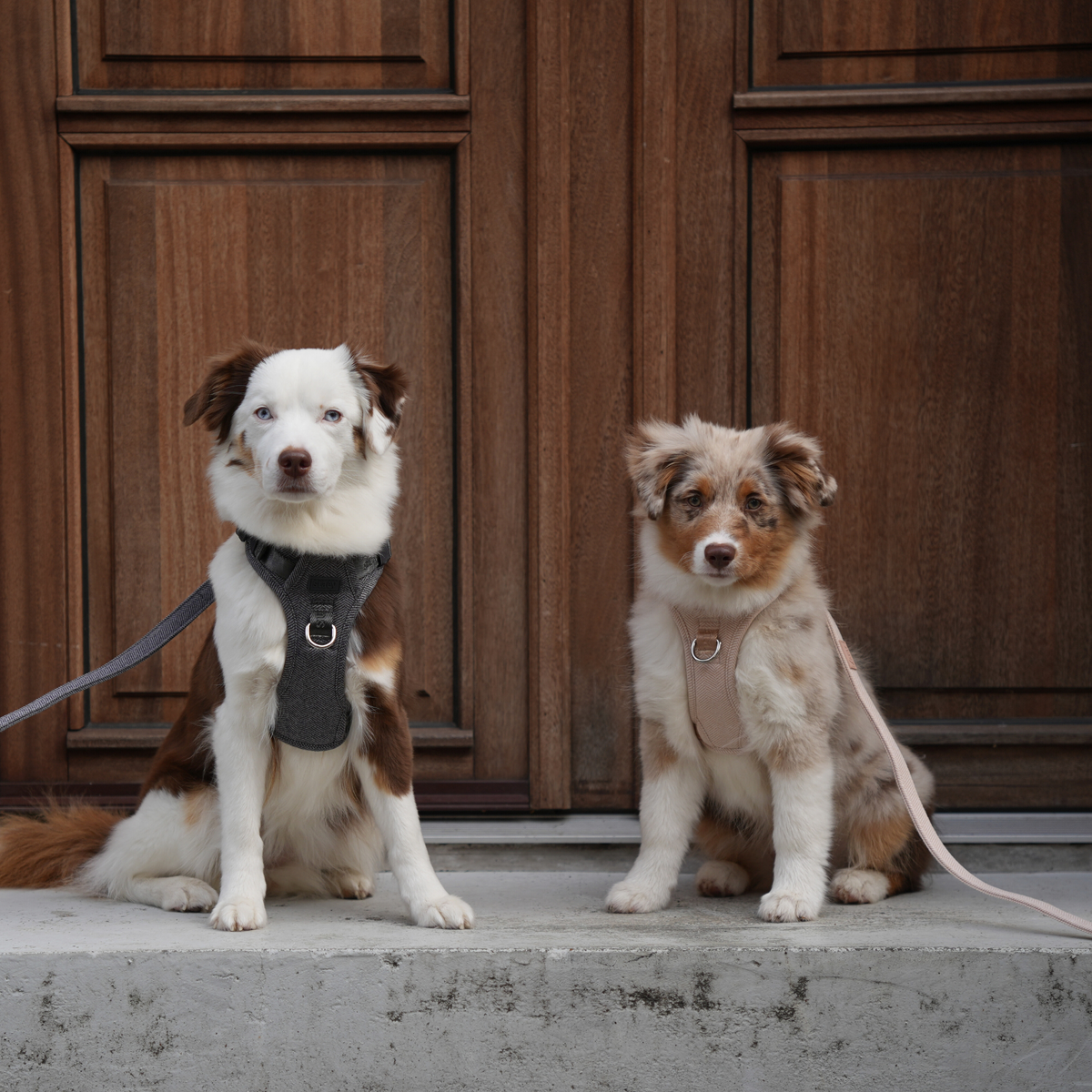 Staey - Elma Hundesele, Dusty Blue