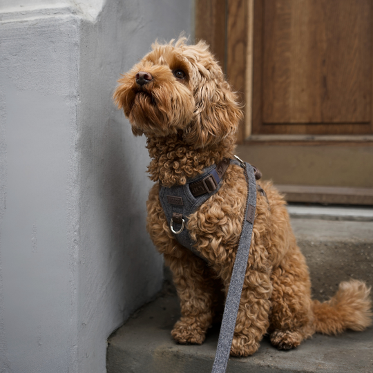 Staey - Elma Hundesele, Stone