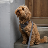 Staey - Elma Hundesele, Stone