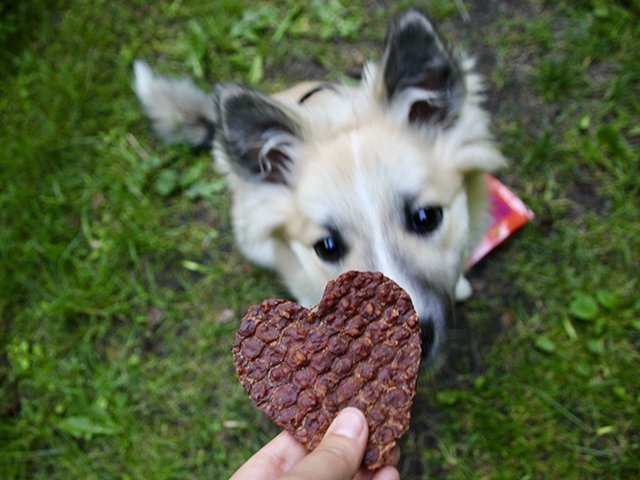 Woolf Godbidshjerter af and og kylling med ris – 100 g