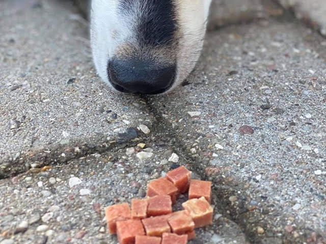 Woolf - Firkanter m. And