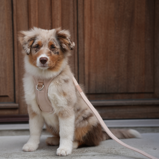 Staey - Elma Hundesele, Light Rose