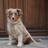 Staey - Elma Hundesele, Light Rose