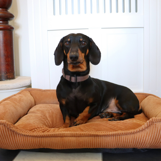 Fløjl Hundeseng - Cognac (2. sortering)