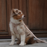 Staey - Elma Hundesele, Light Rose