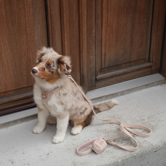 Staey - Elma Hundesele, Light Rose