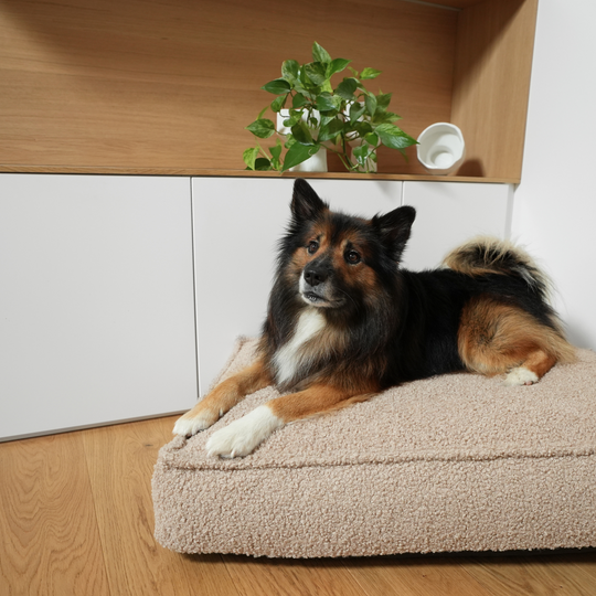 Staey - Noor Hundepude, Sand Curly