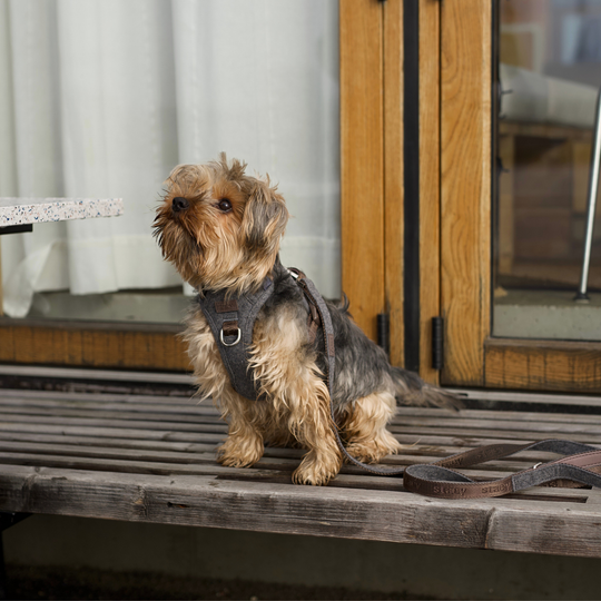 Staey - Elma Hundesele, Stone