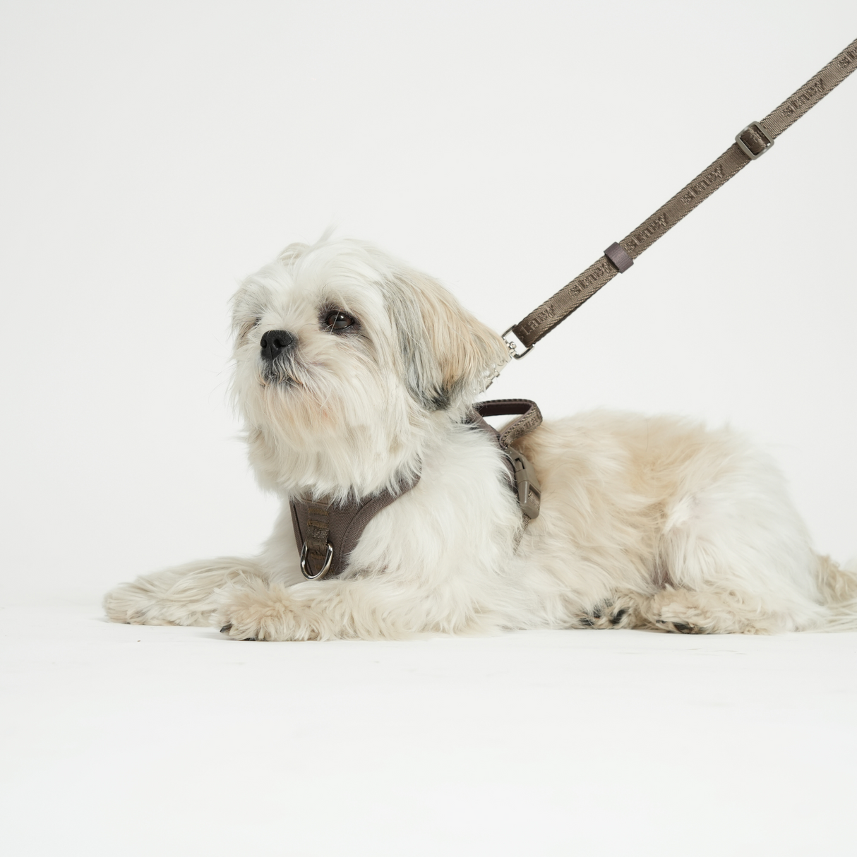 Staey - Håndfri Hundesnor, Taupe