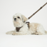 Staey - Håndfri Hundesnor, Taupe