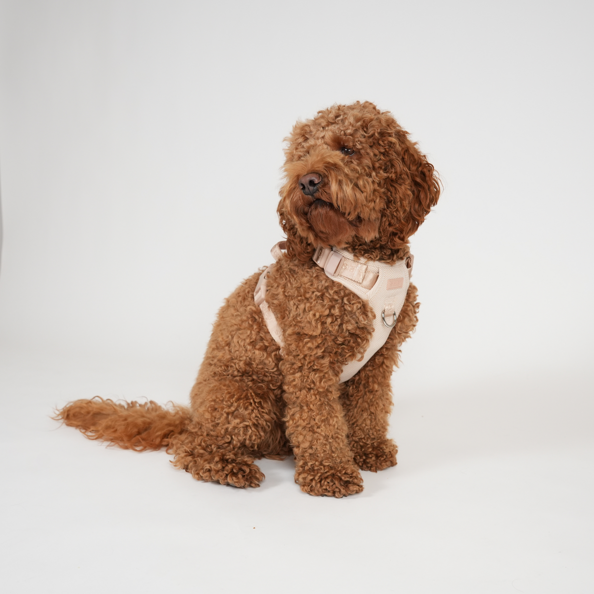 Staey - Elma Hundesele, Light Rose