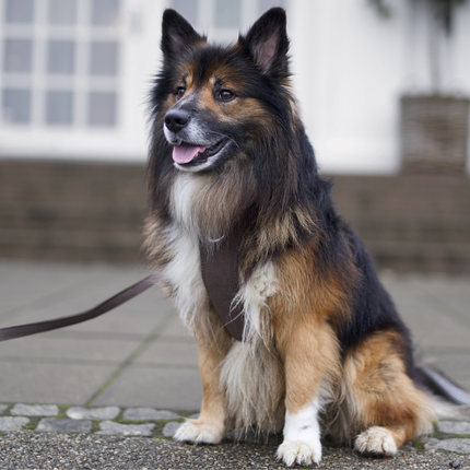 Staey - Elma Fløjl Hundesele, Dark Oak