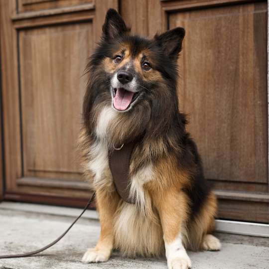 Staey - Elma Fløjl Hundesele, Dark Oak