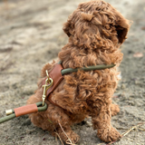 Bjorken Hundesele, Olive