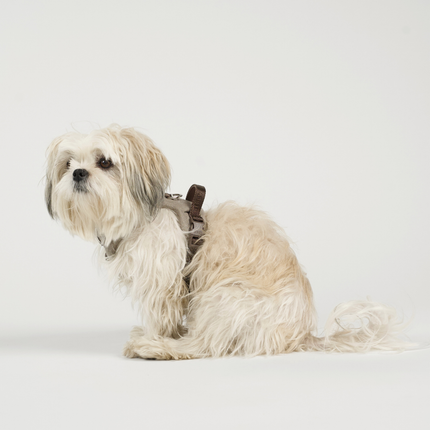 Staey - Elma Hundesele, Sand