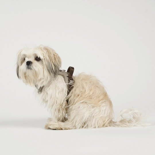 Staey - Elma Hundesele, Sand