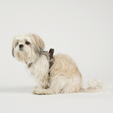 Staey - Elma Hundesele, Sand
