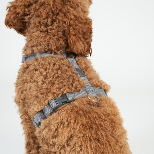 Staey - Tara H-Strap Hundesele, Dusty Blue